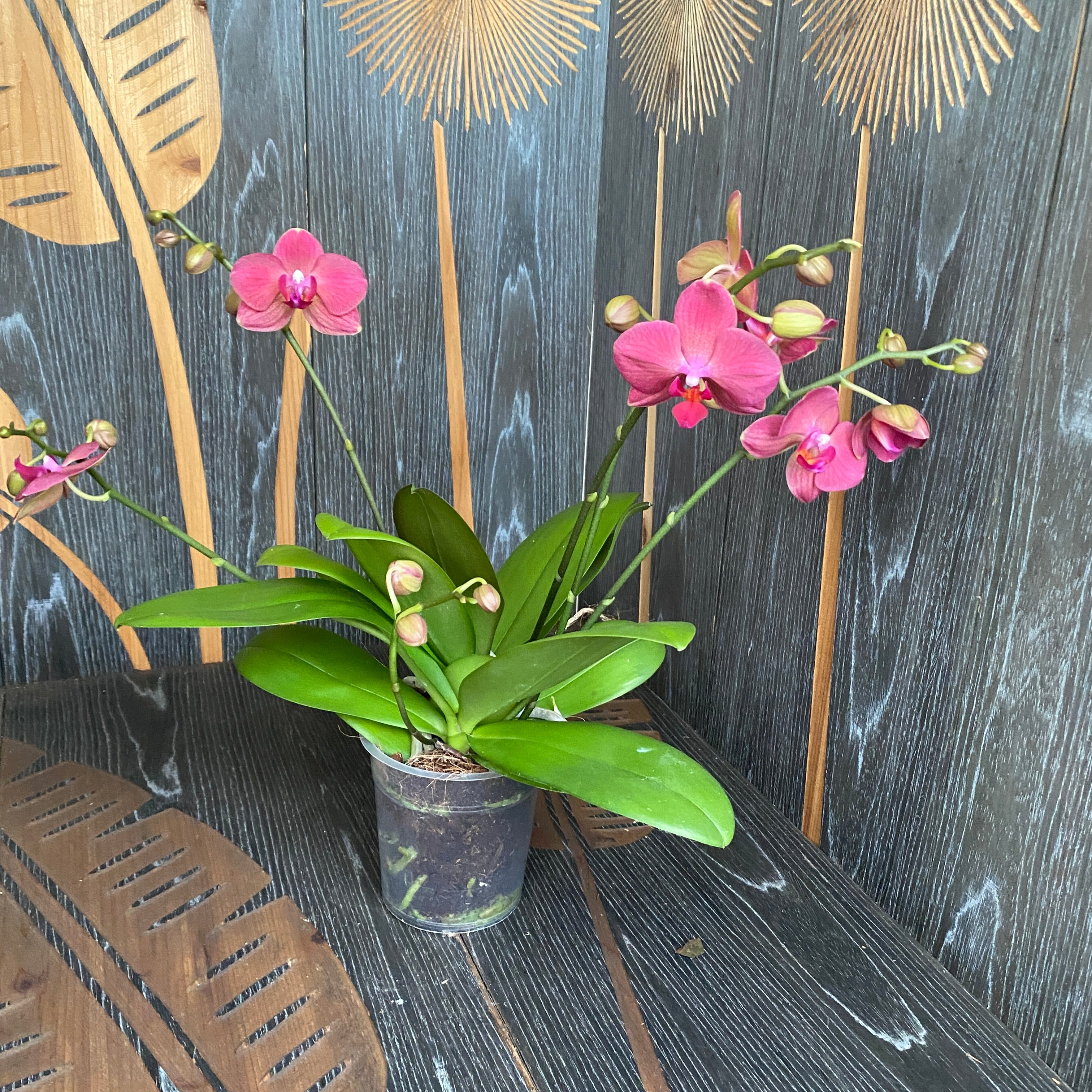 Phalaenopsis Brindisi