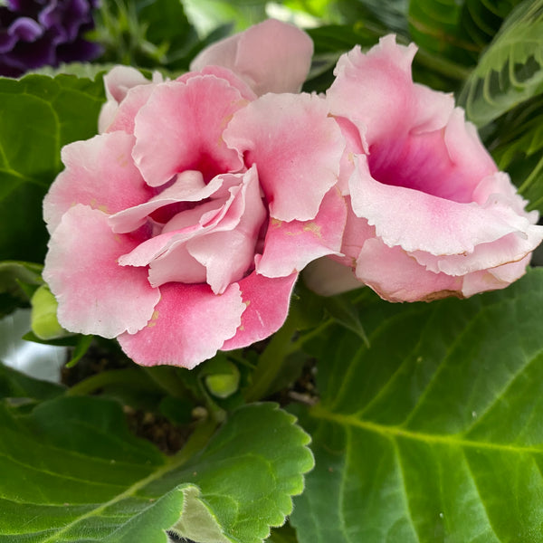 Sinningia Brocade - Gloxinia Sonata cu floare dubla roz - alb