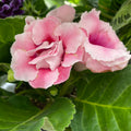 Sinningia Brocade - Gloxinia ‘Sonata Pink’ cu floare dubla