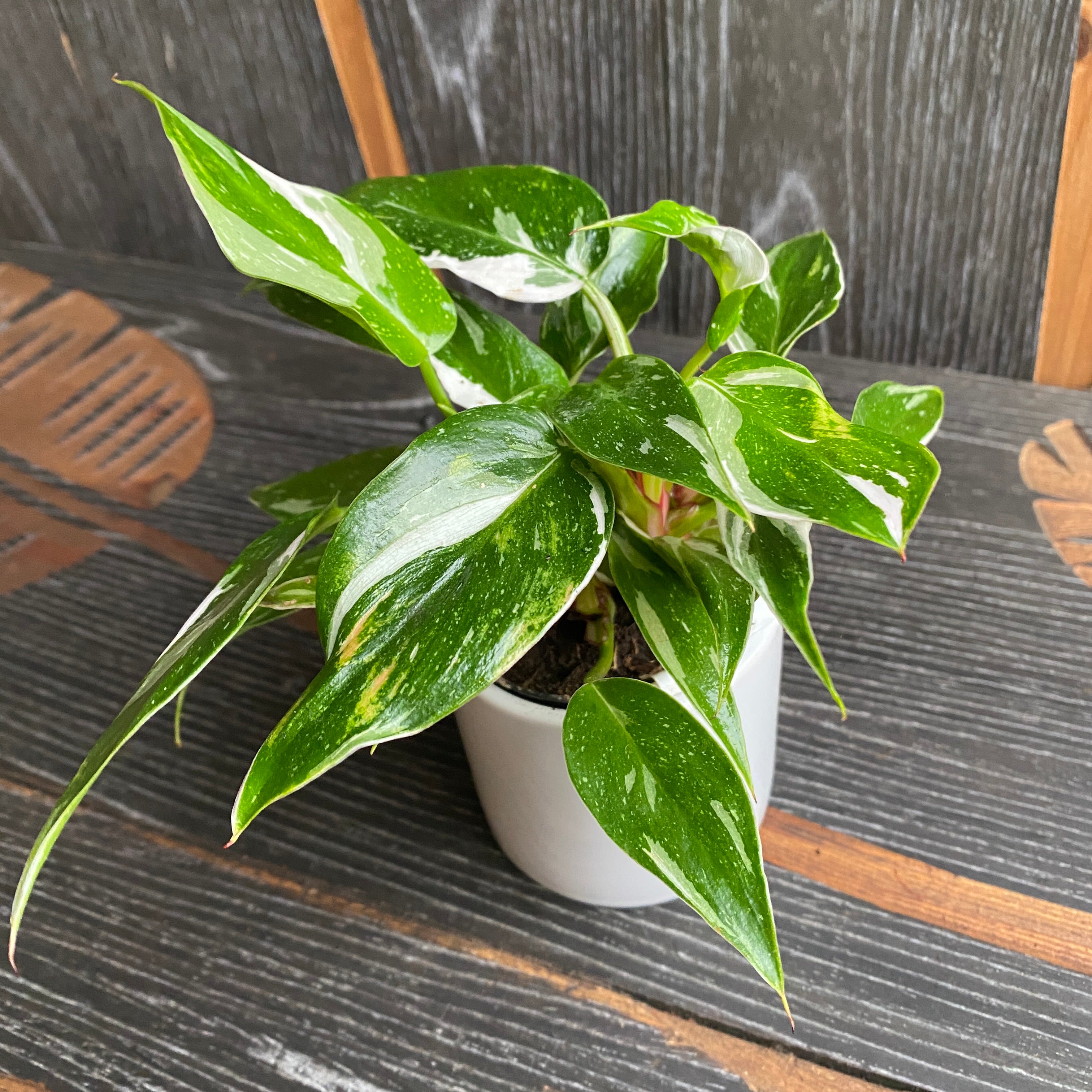 Philodendron erubescens 'White Princess' bush