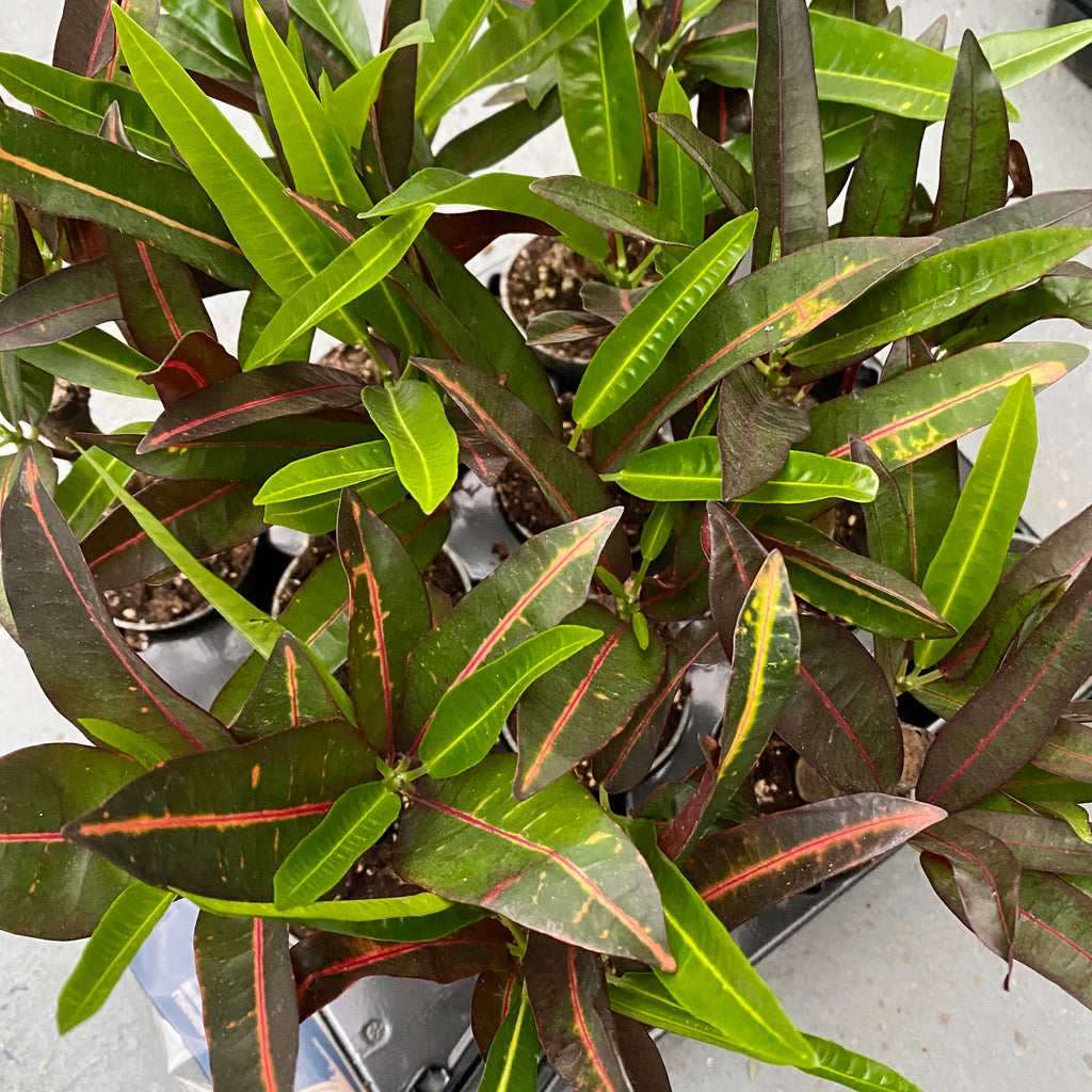 Croton Codiaeum 'Excurrens'* Babypflanze