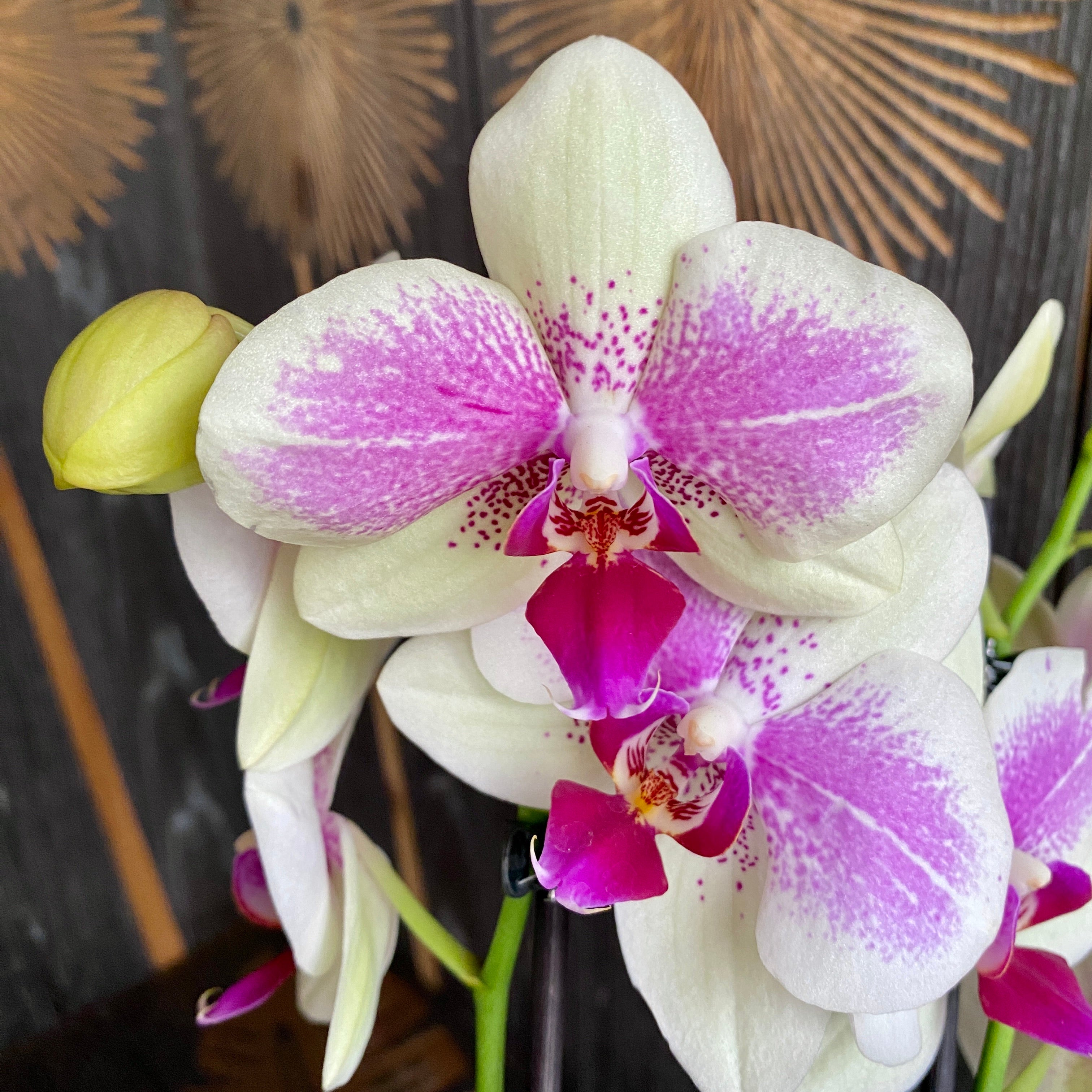 Phalaenopsis Octopus