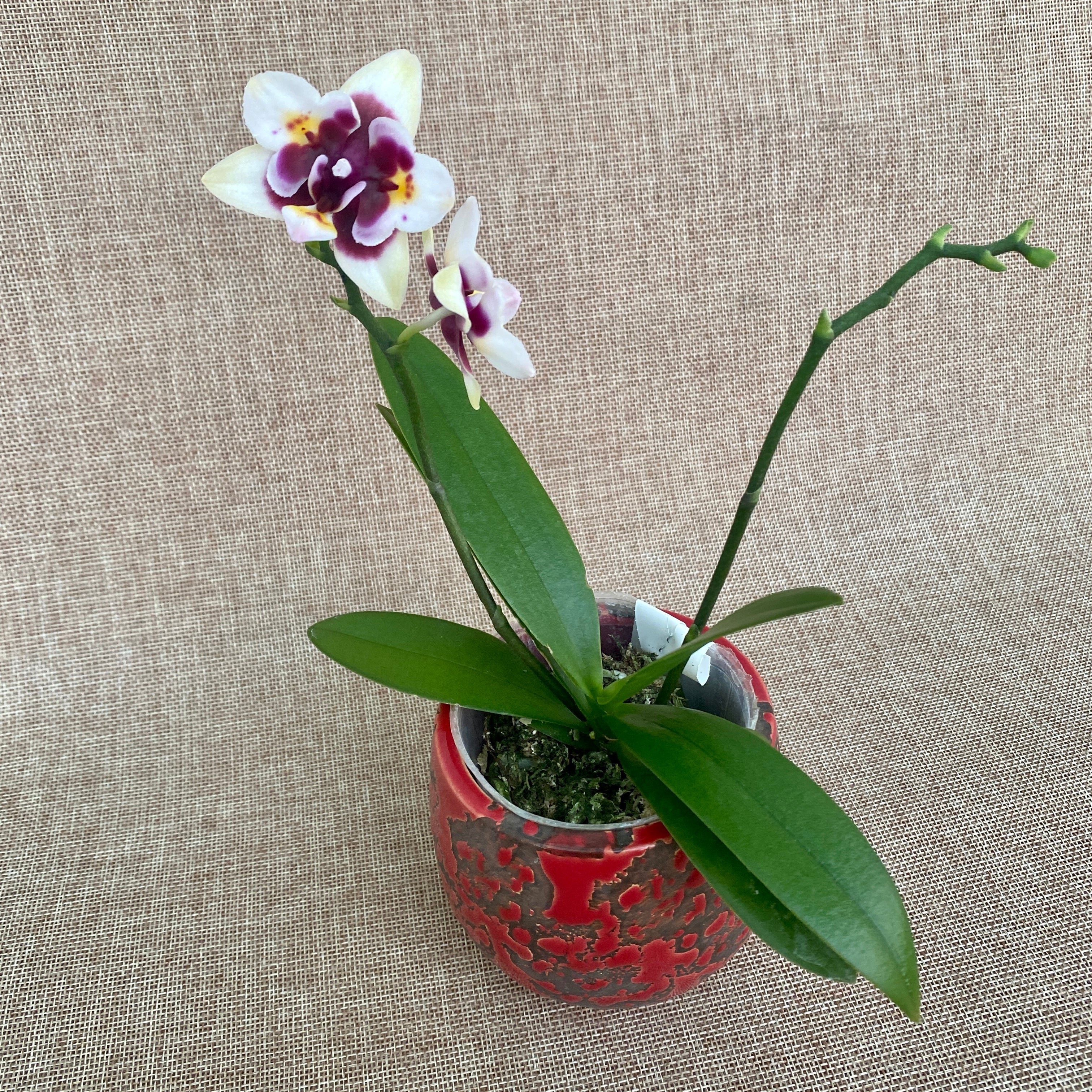 Phalaenopsis Yaphon Star Diamond 'AN6601'