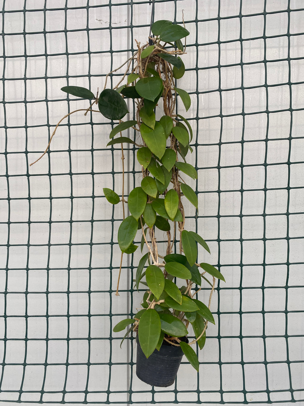 Hoya parasitica 'Pink' D11 - ausgewachsene Exemplare