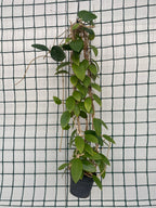 Hoya parasitica 'Pink' D11 - utvecklade exemplar