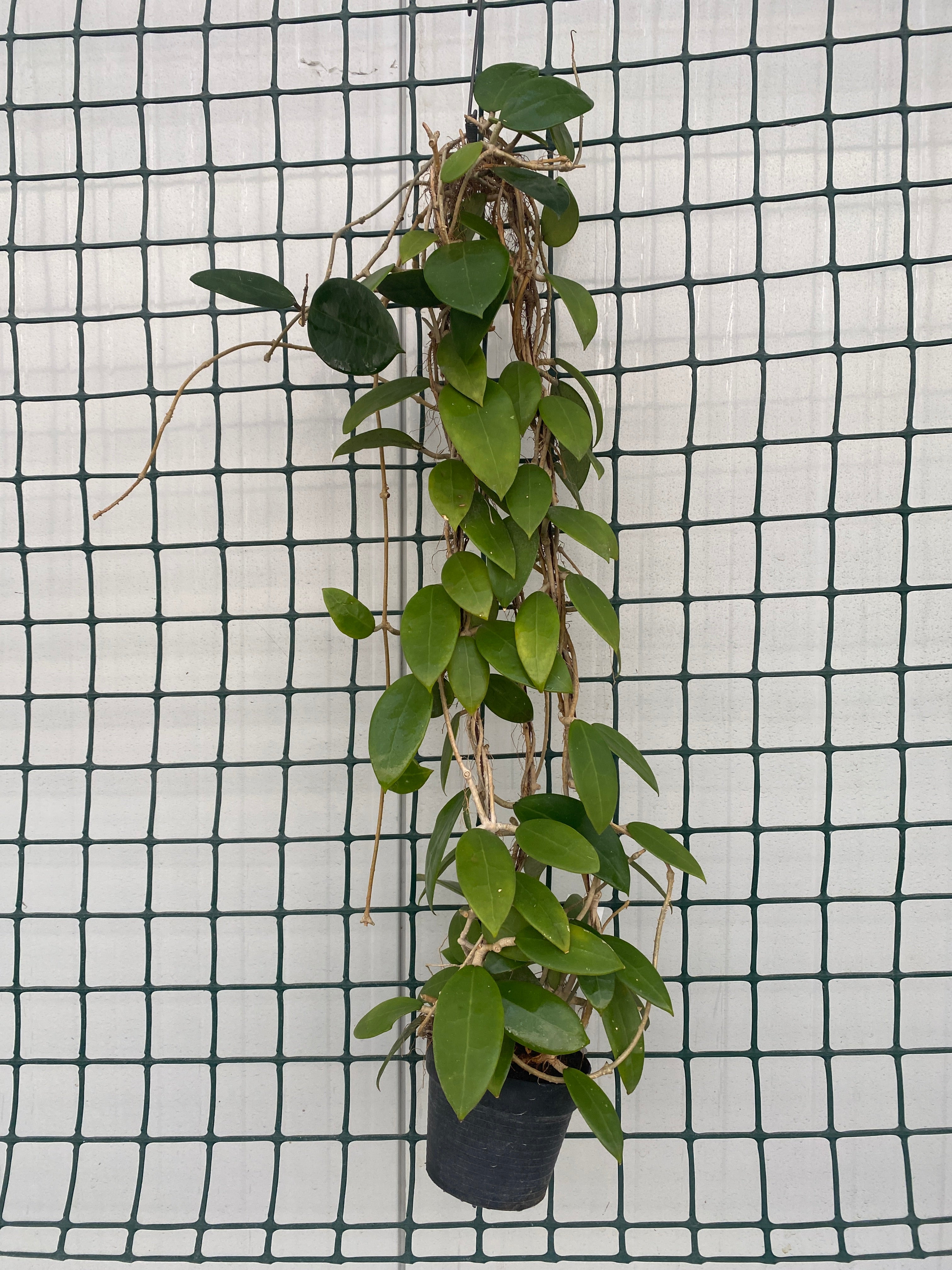 Hoya parasitica 'Pink' D11 - exemplare dezvoltate