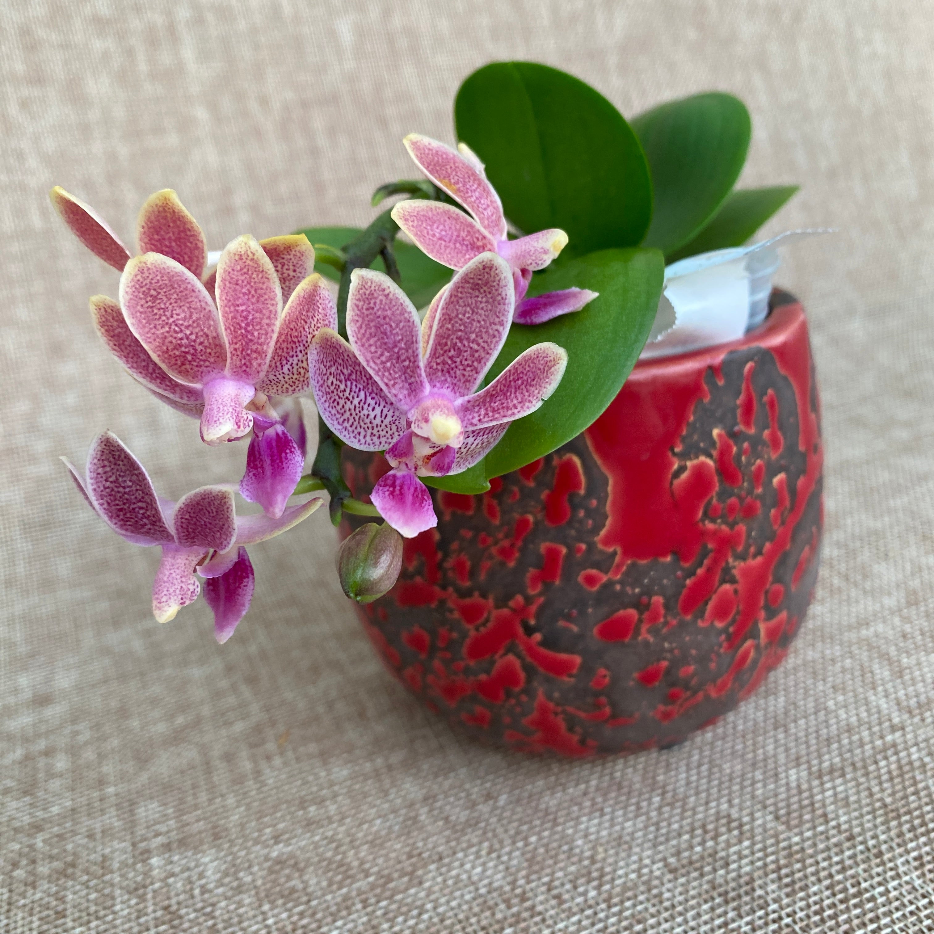 Phalaenopsis Caribbean Sunset × minus