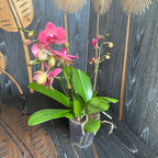 Phalaenopsis Brindisi