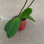 Phalaenopsis Sweet Girl (peloric butterfly) variation01