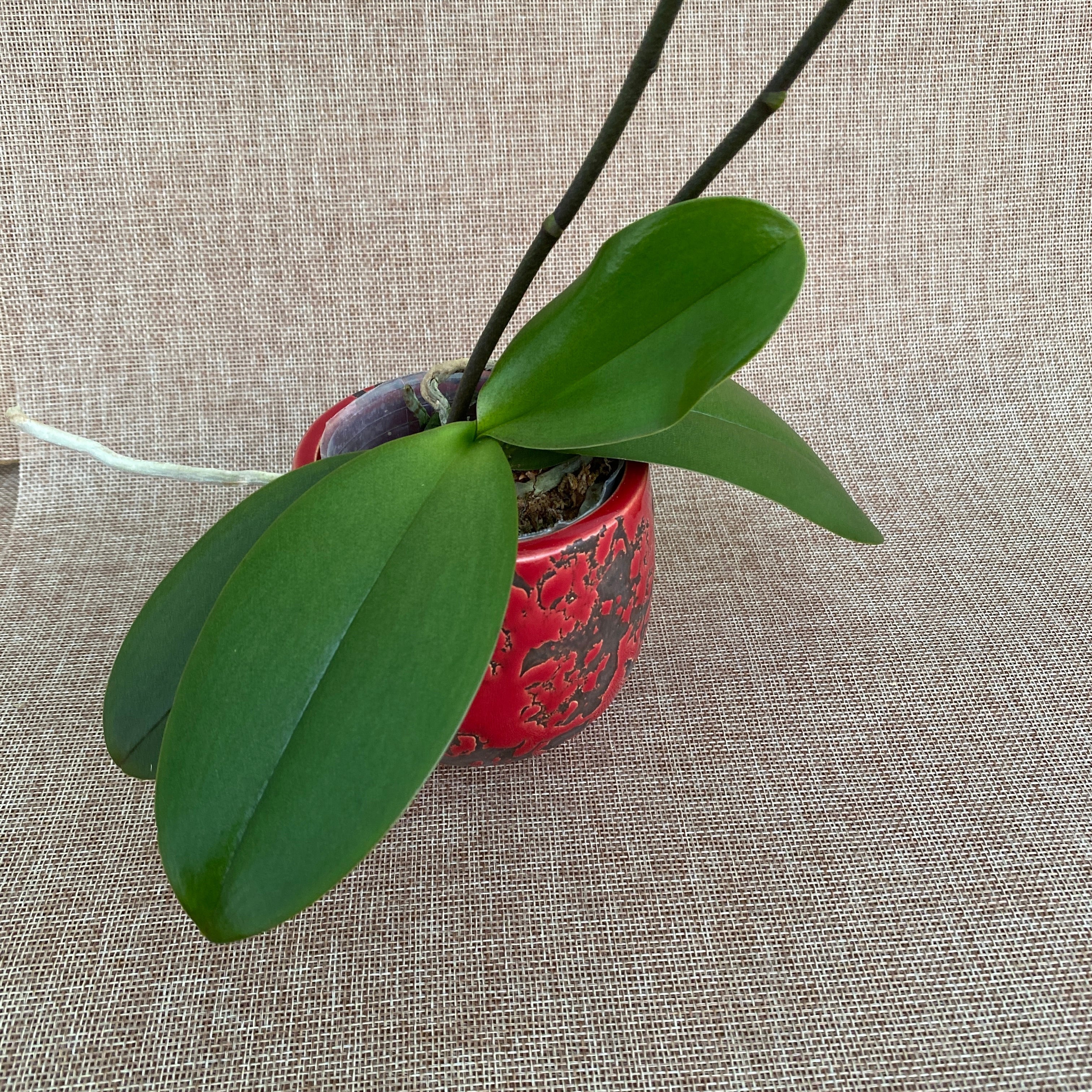 Phalaenopsis Sweet Girl (variazione farfalla pelorica) 01