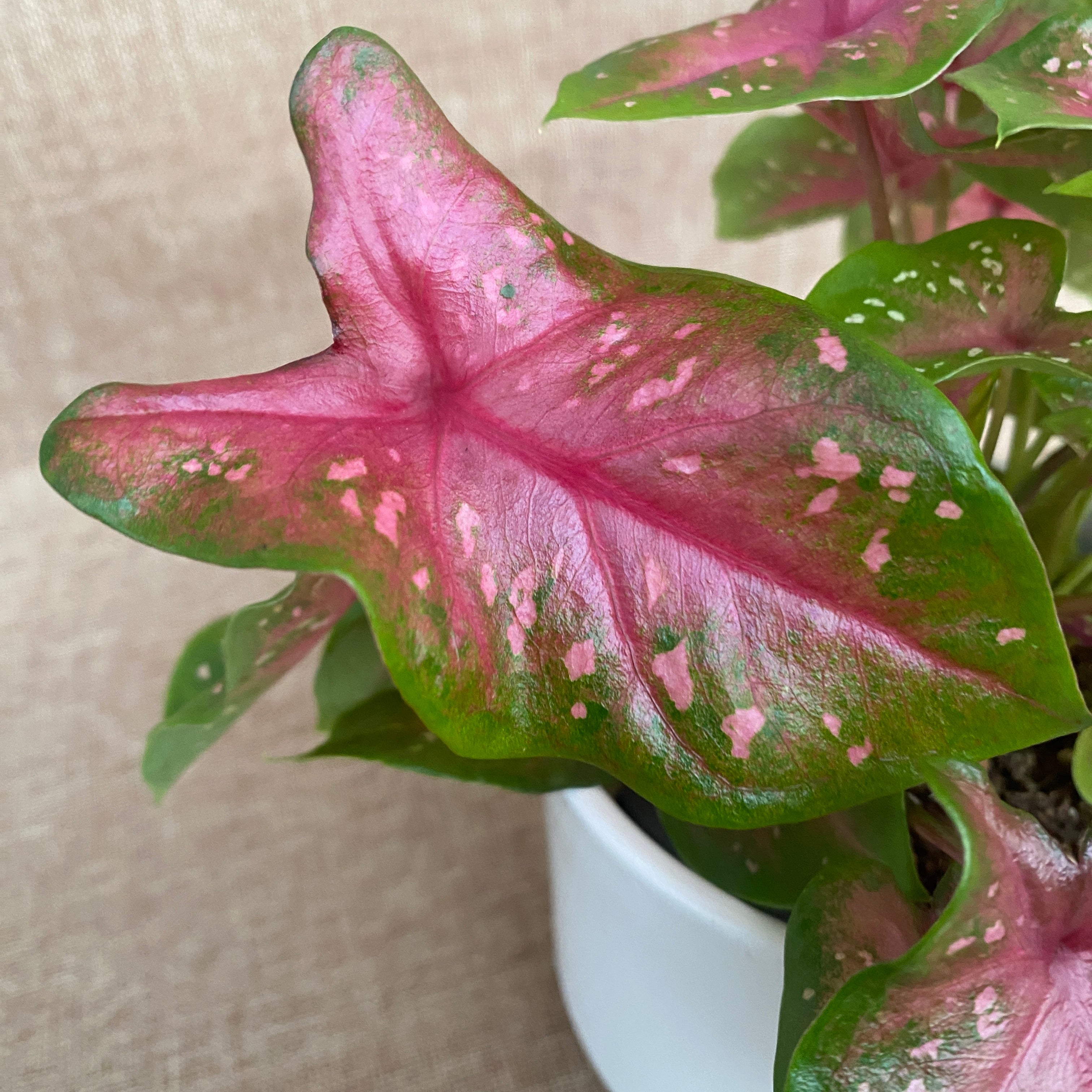 Caladium 'Casey’