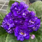 Saintpaulia Rosanne Lotte - double-flowered violets