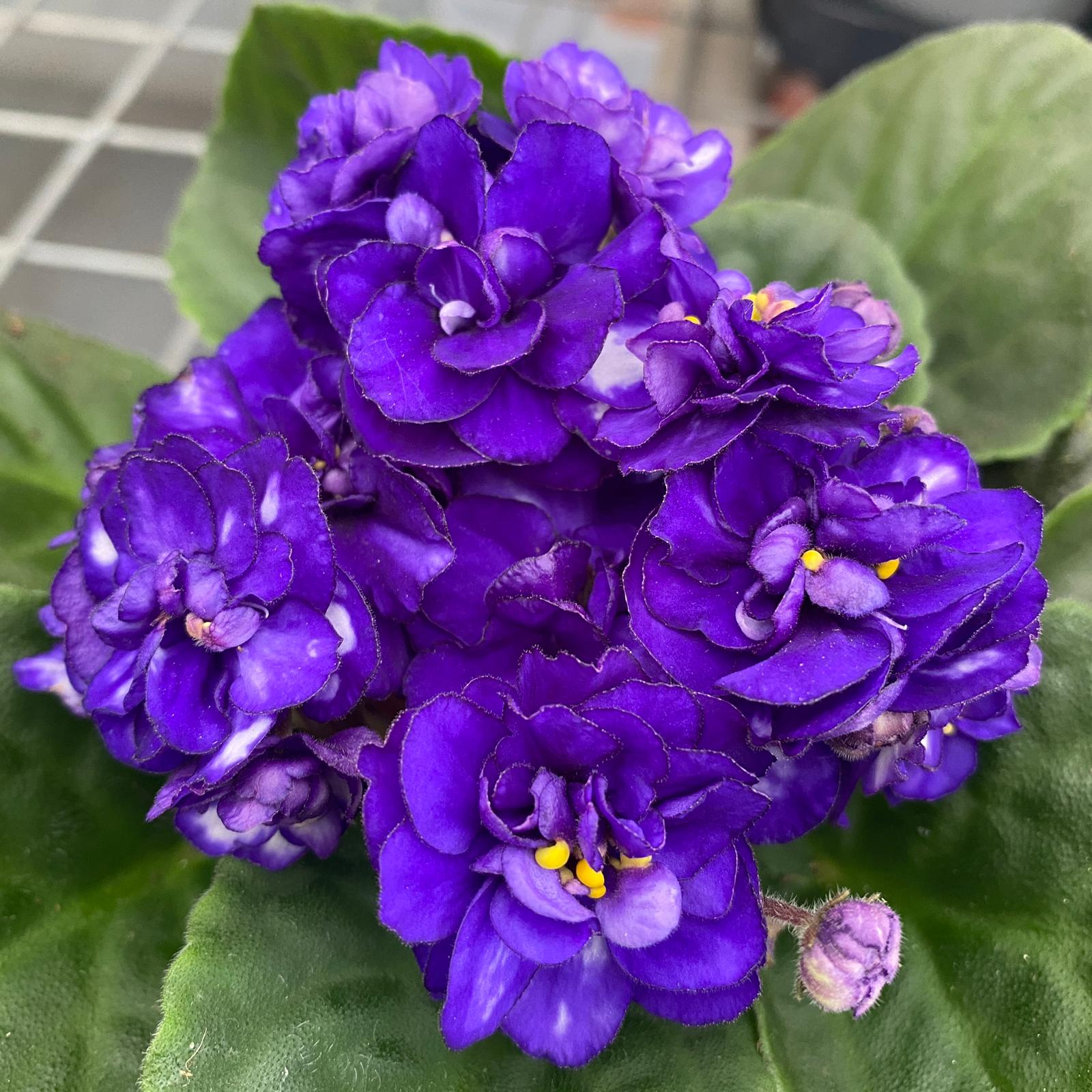 Saintpaulia Rosanne Lotte - violete cu flori duble