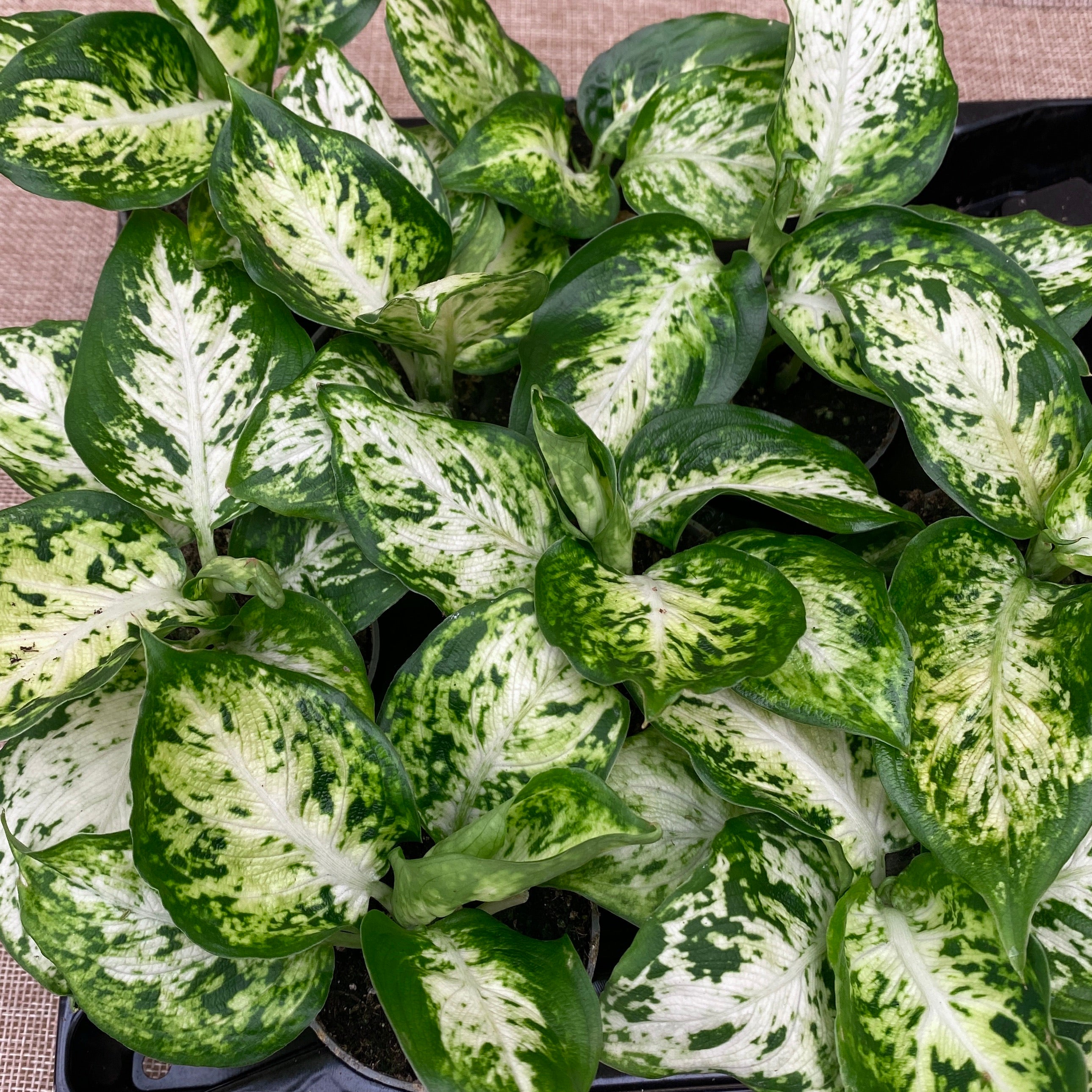 dieffenbachia compacta ingrijire Dieffenbachia maculata 'Amy' (babyplant) – Secret Garden Plant Shop