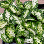 Dieffenbachia maculata 'Amy' (vauvakasvi)