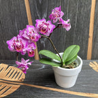 Phalaenopsis Formosa Cranberry 'Wilson'