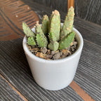 Stapelia flavopurpurea (steaua serifului)