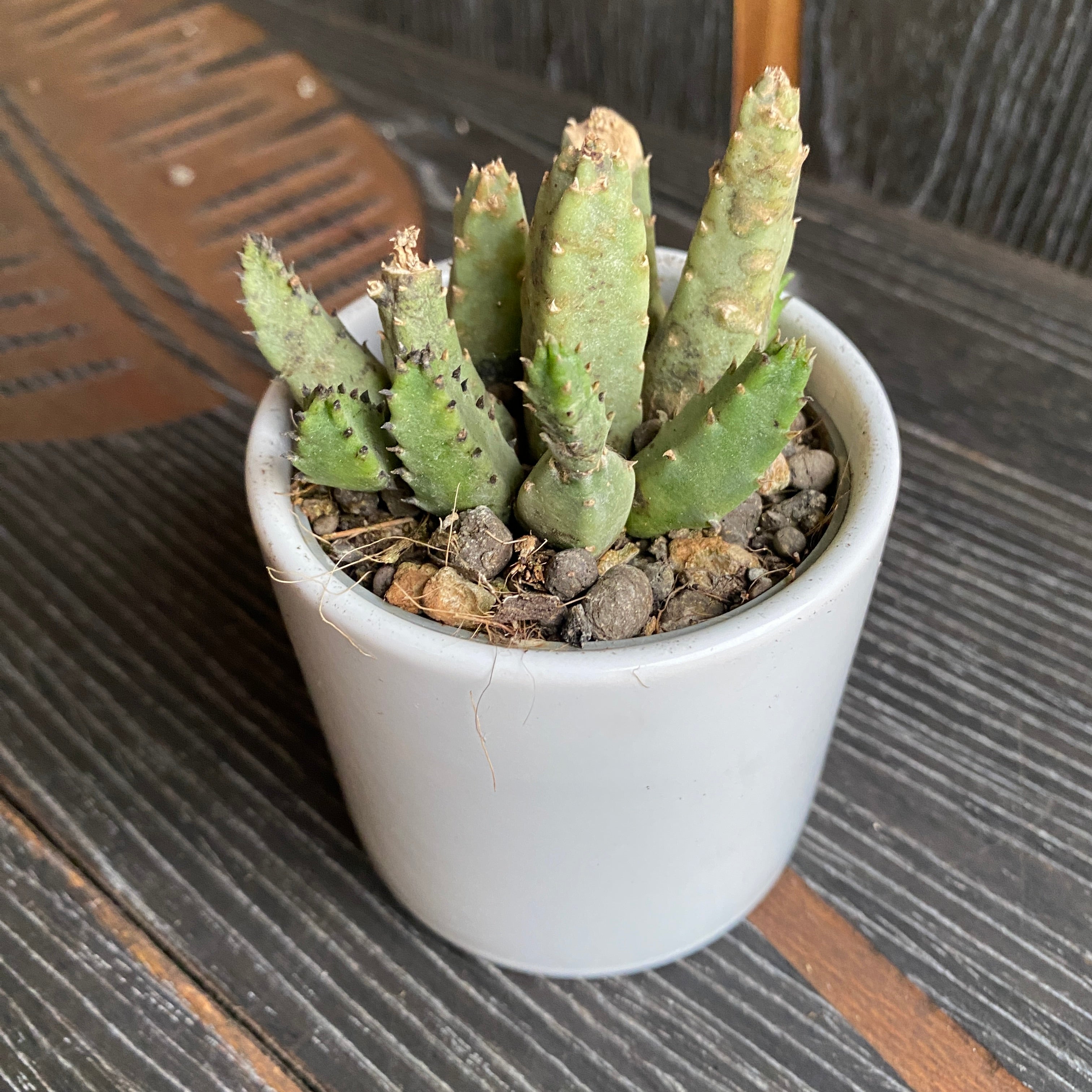 Stapelia flavopurpurea (steaua serifului)