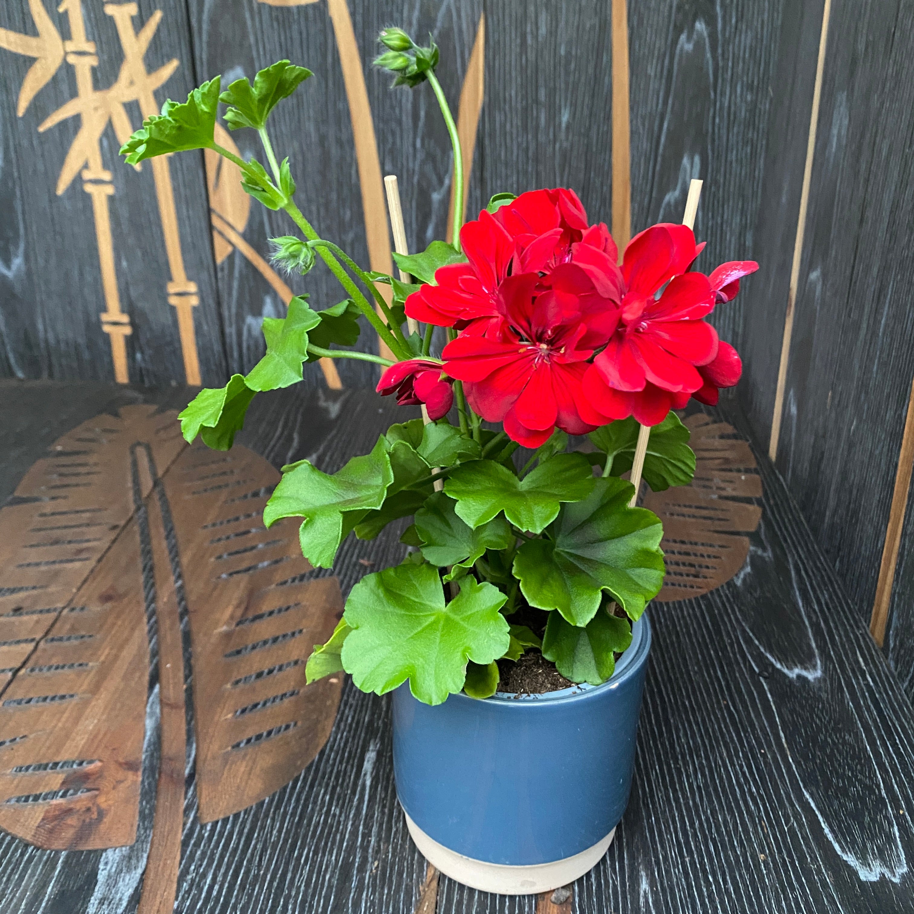 Pelargonium (Peltatum Grp) Pelfi Beach 99 - muscate cu flori duble rosii