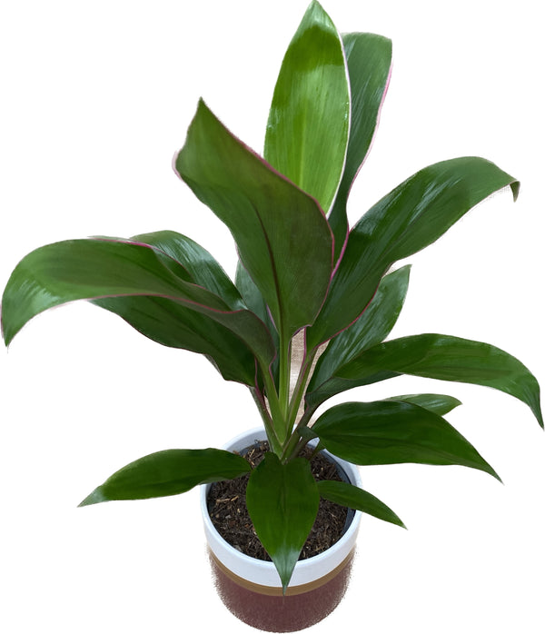 Cordyline fruticosa 'Geraldo' (Glückspflanze) - die Glückspflanze