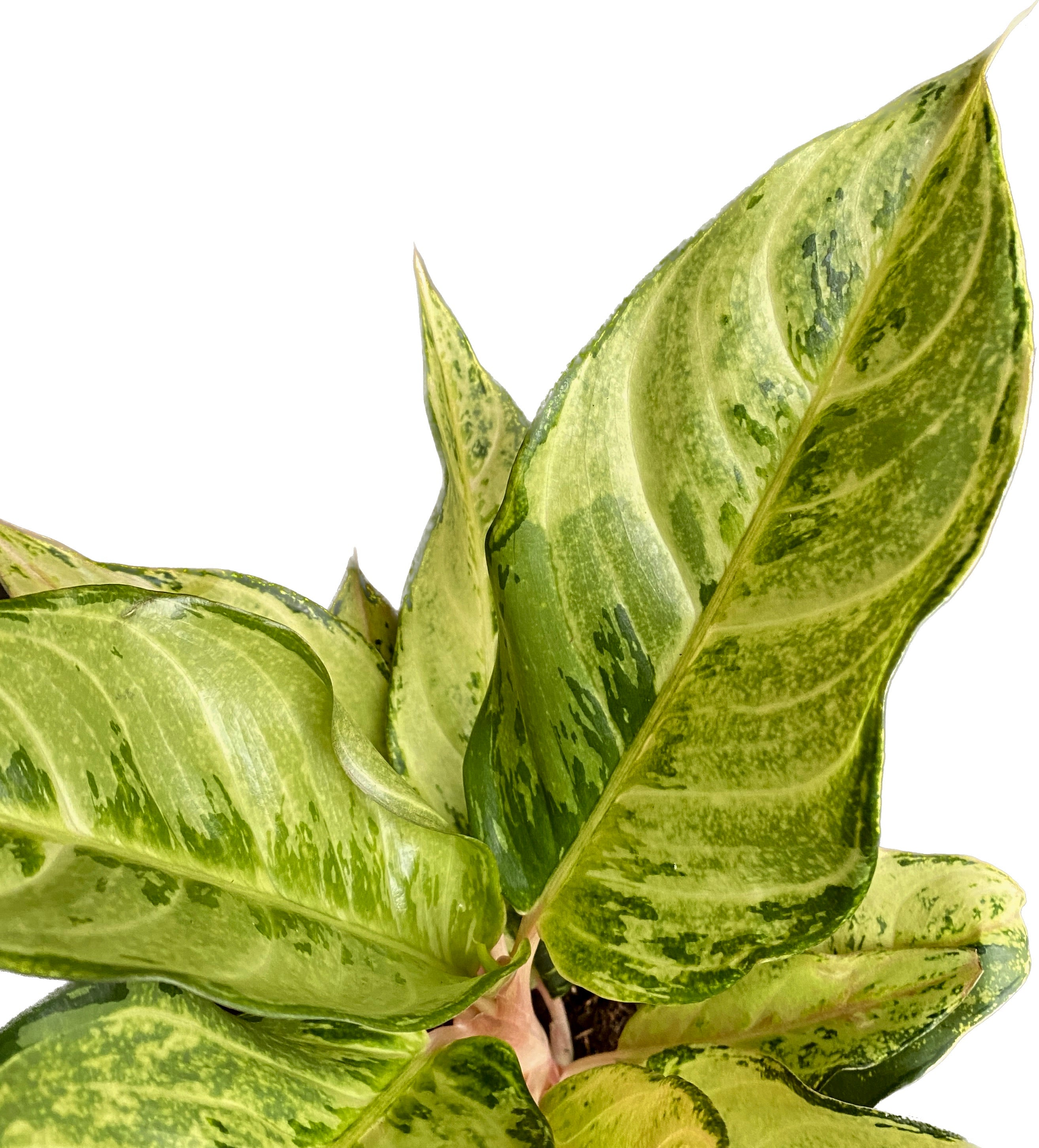 Aglaonema 'Chartreuse Pretty'