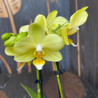 Phalaenopsis Vayenne