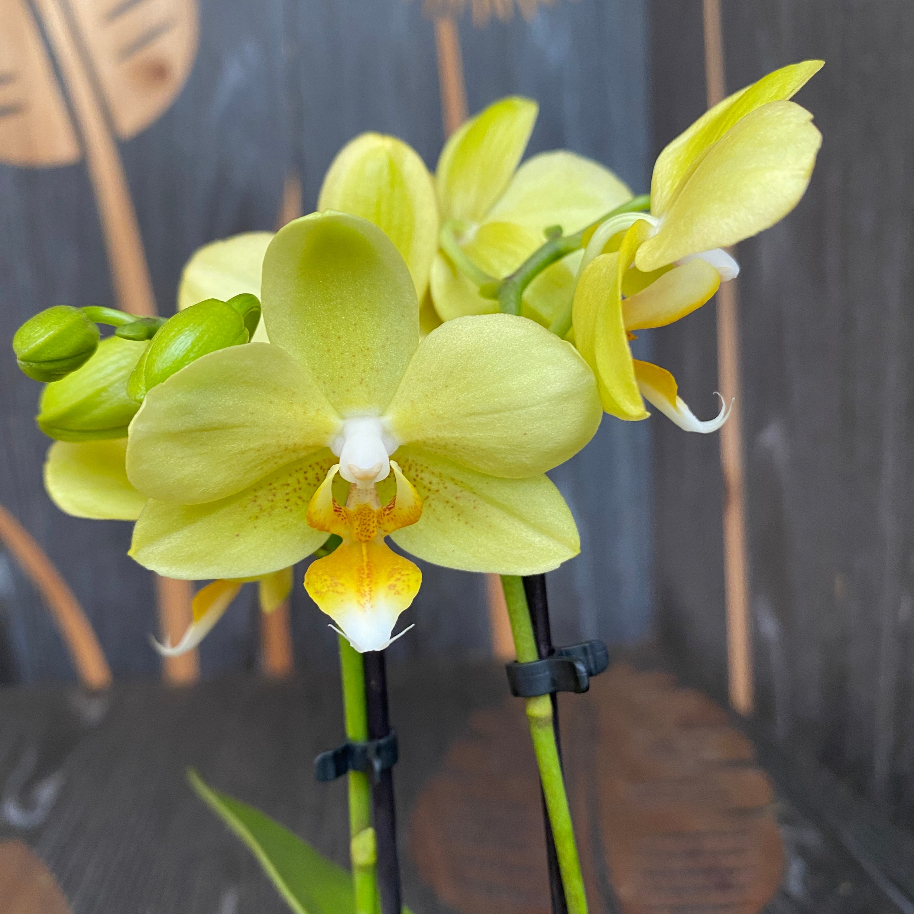 Phalaenopsis Vayenne