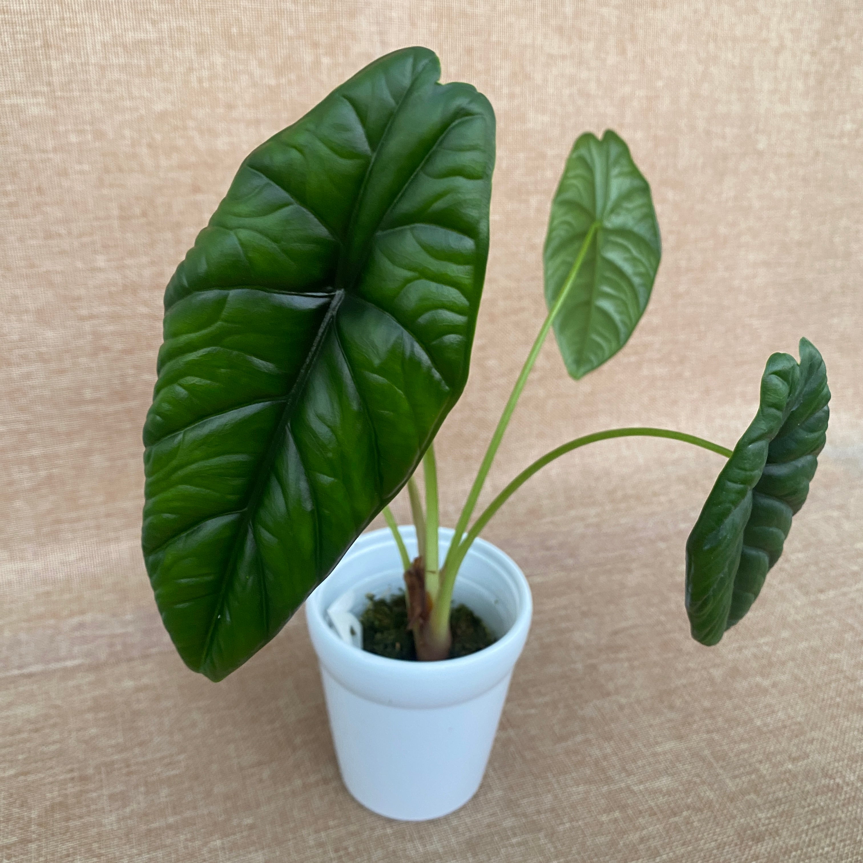 Alocasia puncakborneensis (Alocasia borneensis)