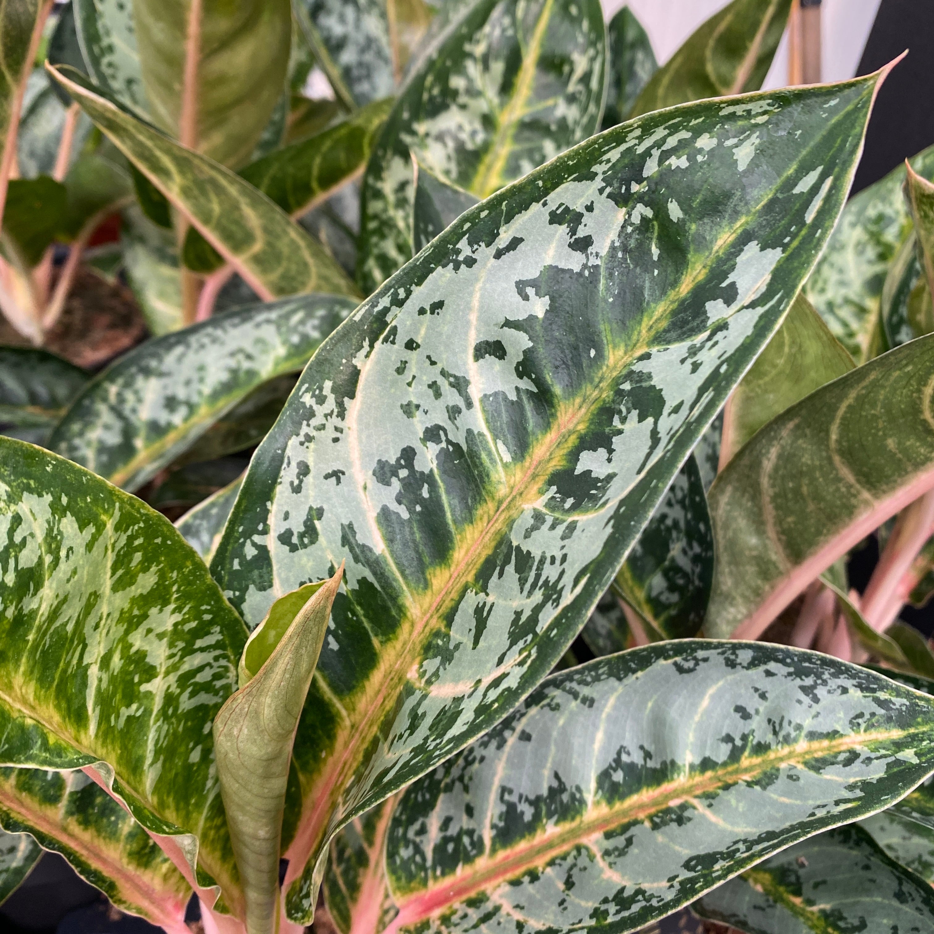 Aglaonema ‘Orange Flame’ – explozie tropicala de culori calde si vibrante