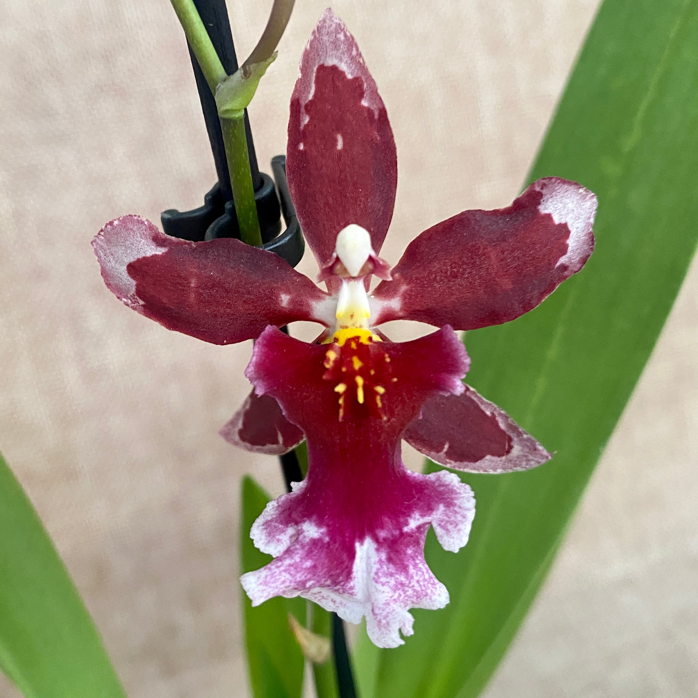 Burrageara Lazio D9 -  parfumata