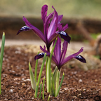 Iris reticulata ‘Purple Gem’ - iris pitic de primavara mov