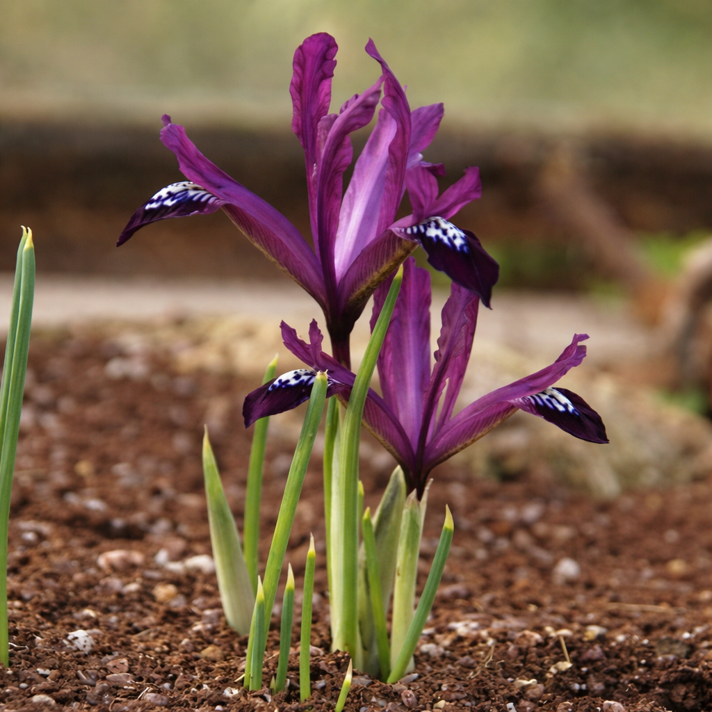 Iris reticulata ‘Purple Gem’ - iris pitic de primavara mov