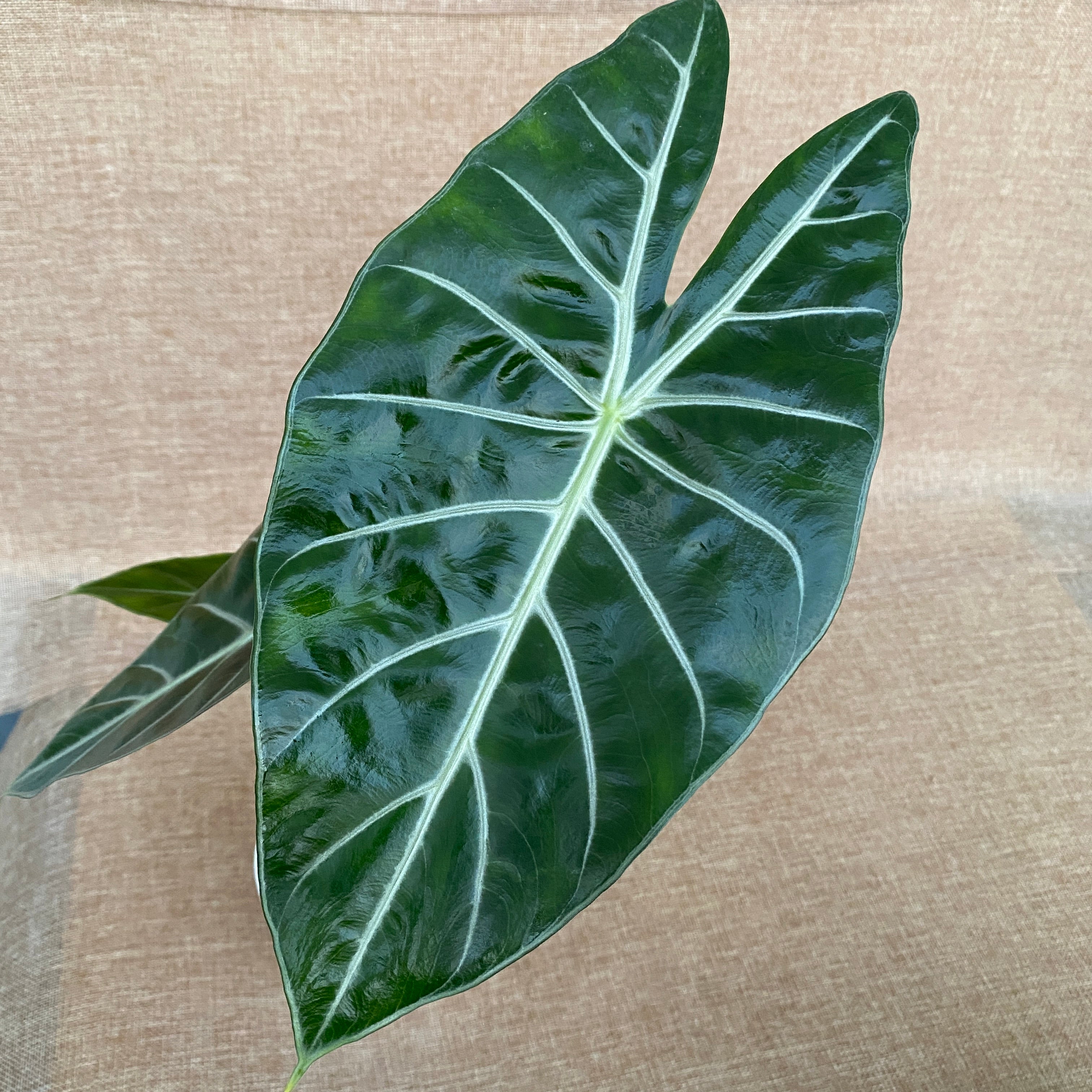 Alocasia lowii 'Morocco'
