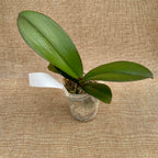 Phalaenopsis (Tying Shin Melody × KS Big Johnson) '1279' - μεγάλο χείλος