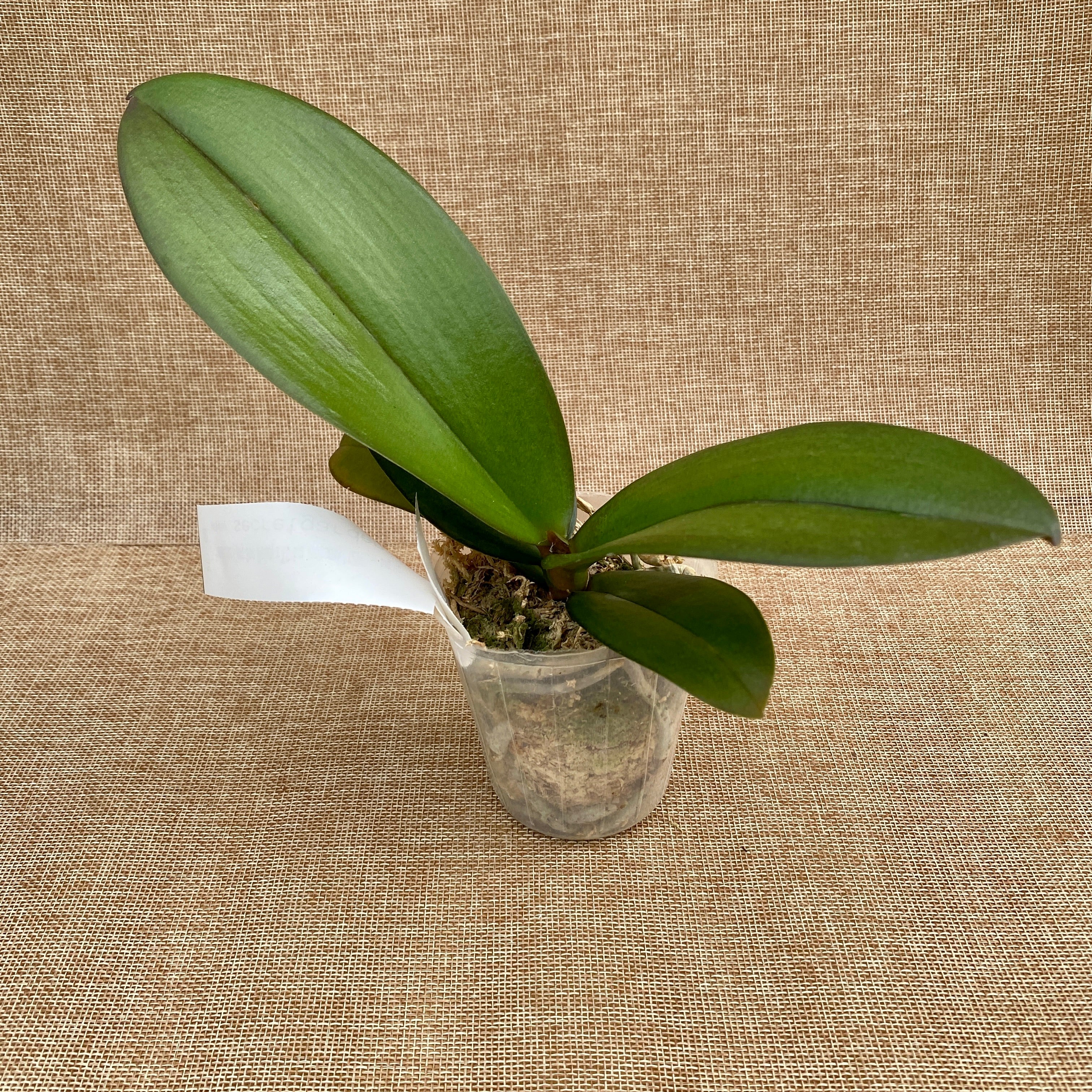 Phalaenopsis (Tying Shin Melody × KS Big Johnson) '1279' - grande lèvre