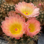 Notocactus x subluteus (submammulosus x roseoluteus)