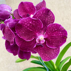 Vanda Nitaya Crimson Love (ANSU)