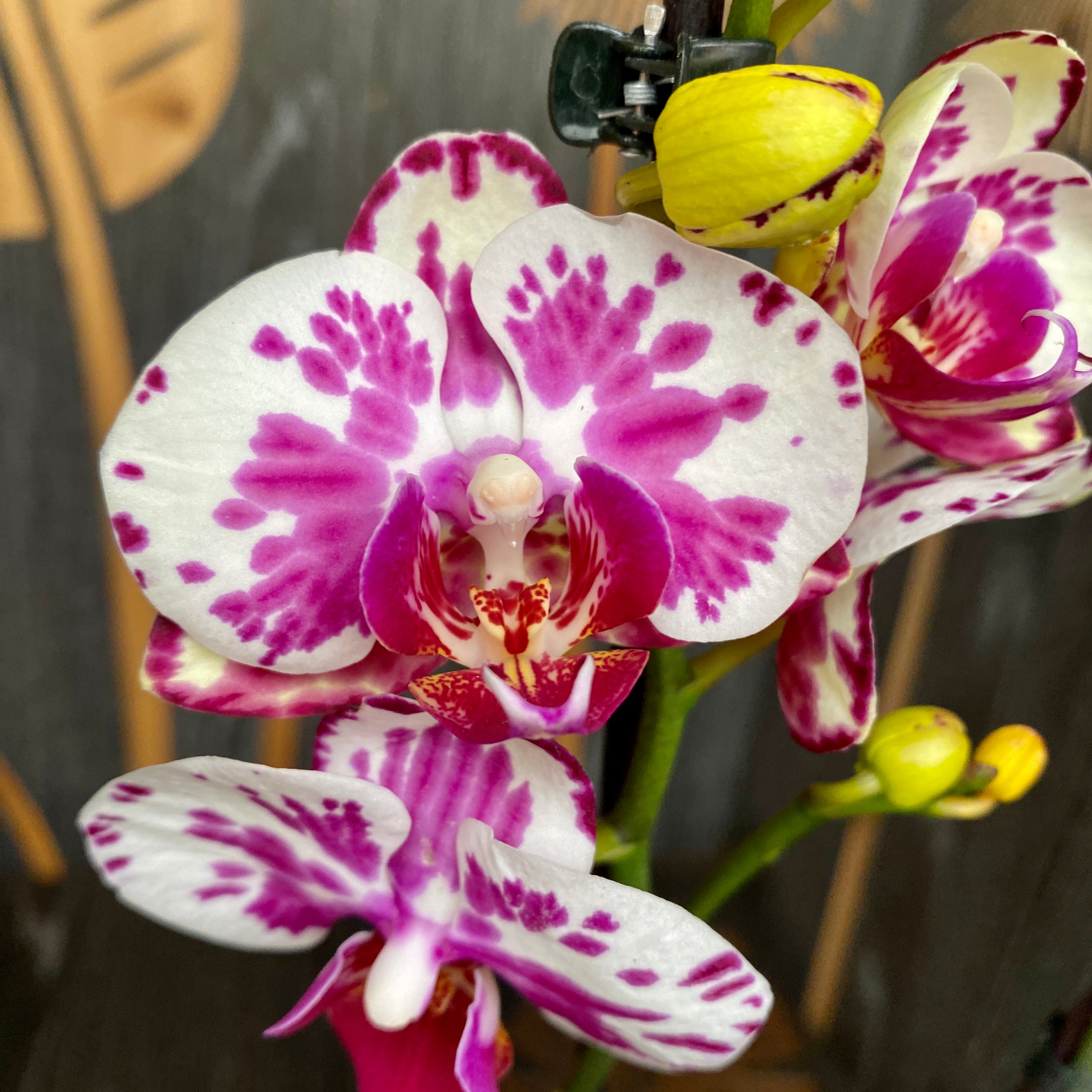 Phalaenopsis 'Limited #16'