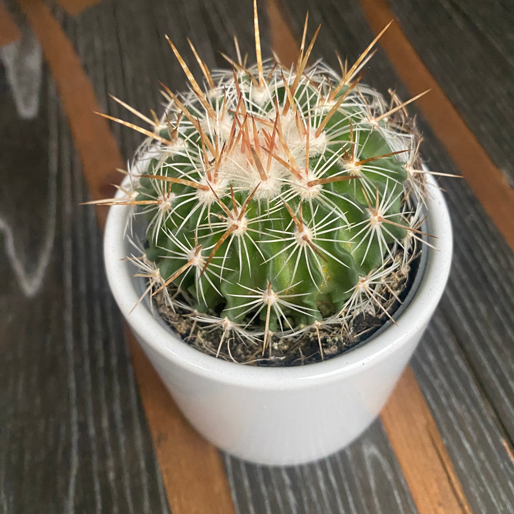 Echinofossulocactus arrigens