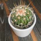 Echinofossulocactus arrigens