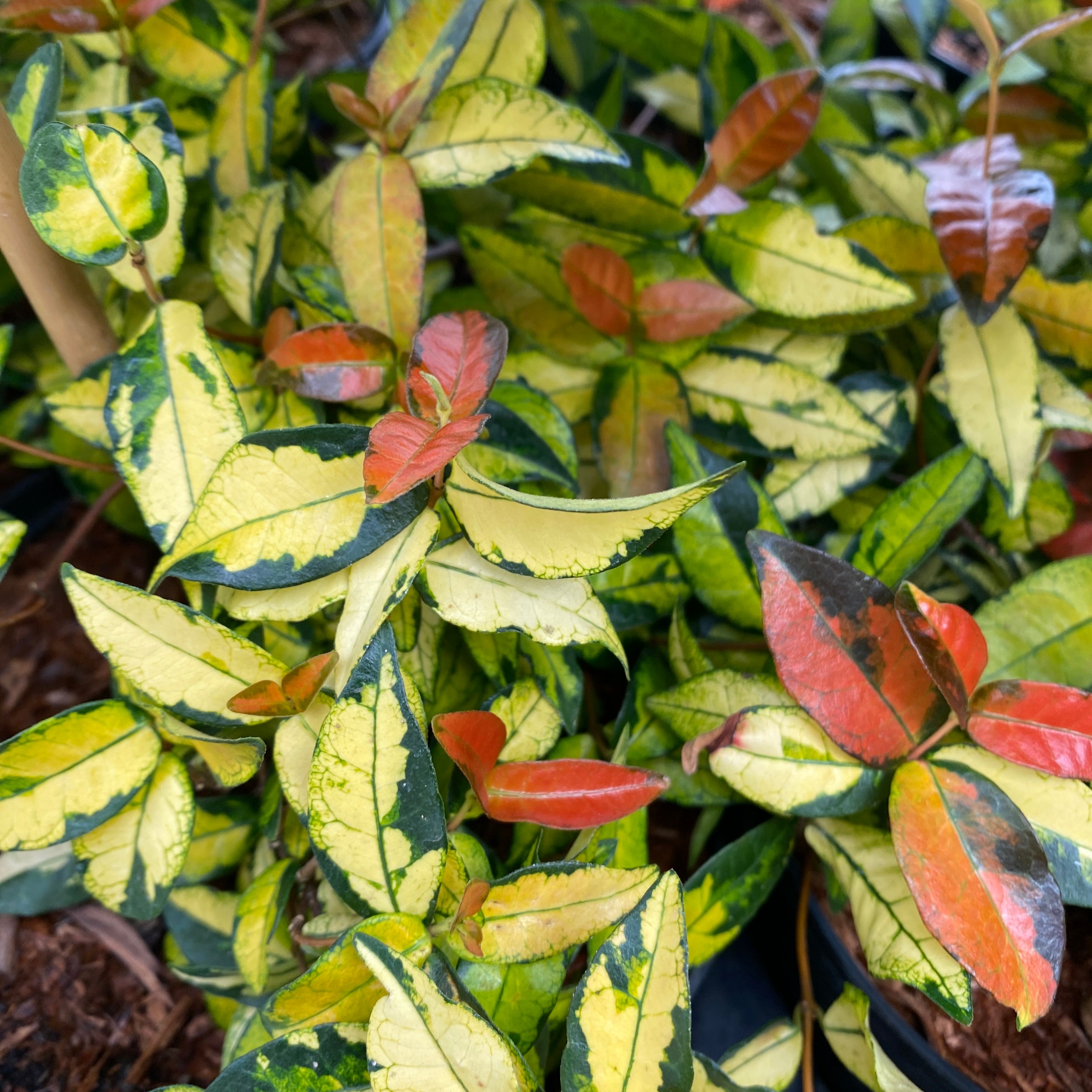 Trachelospermum asiaticum 'Summer Sunset'