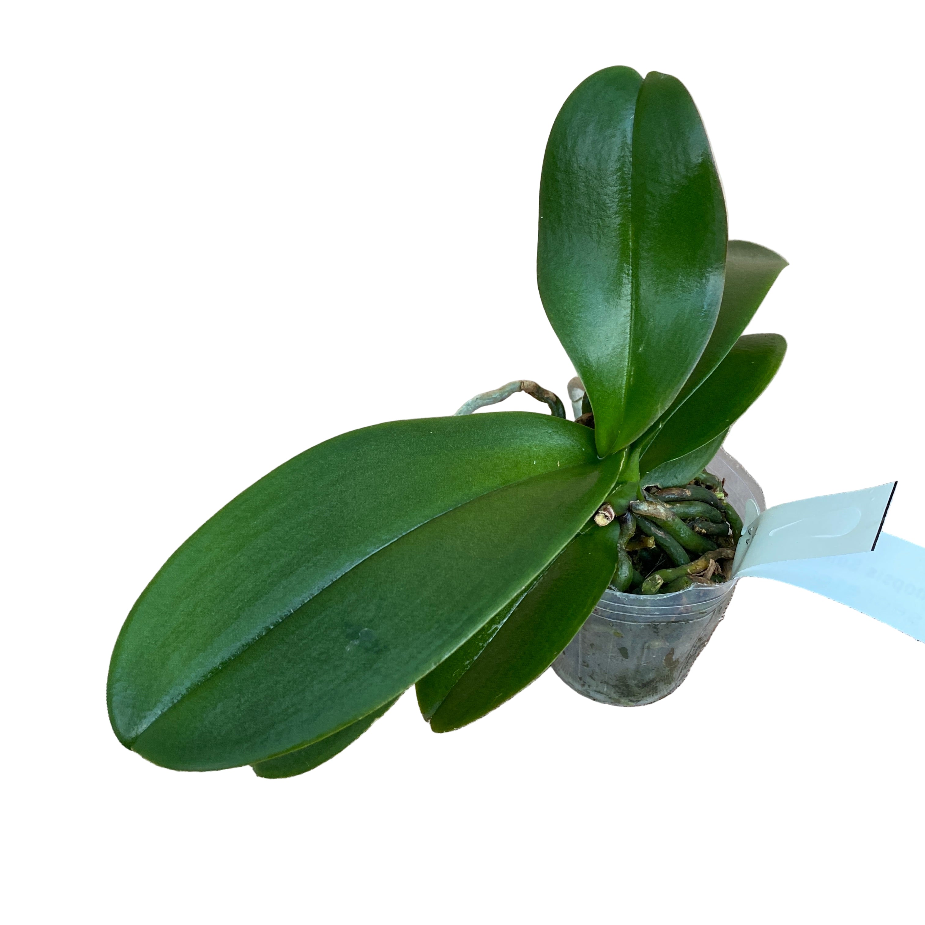 Phalaenopsis Summer Breath