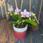 Phalaenopsis Pia