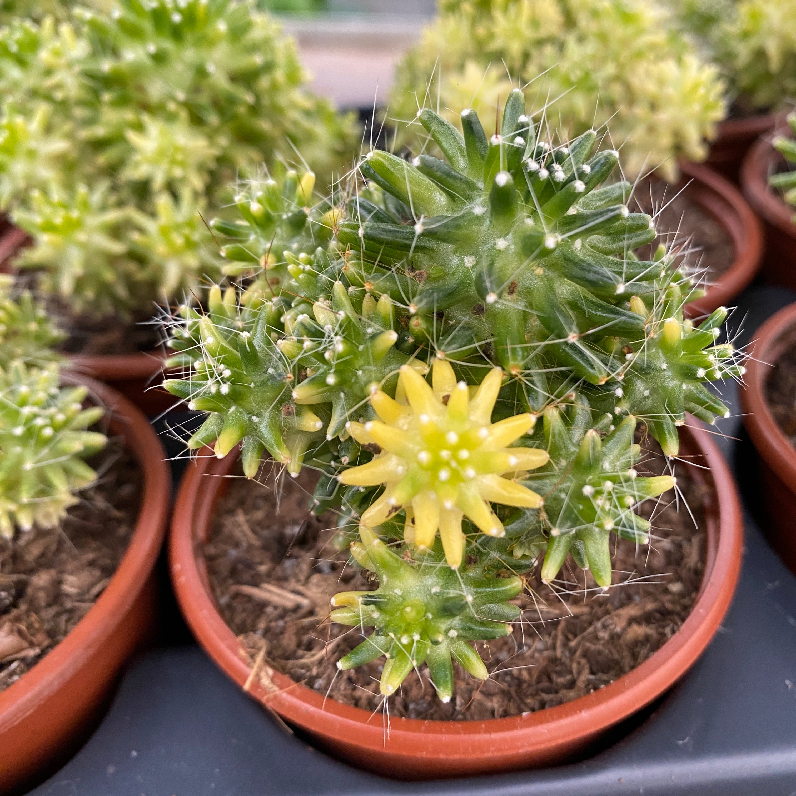Mammillaria painteri variegata