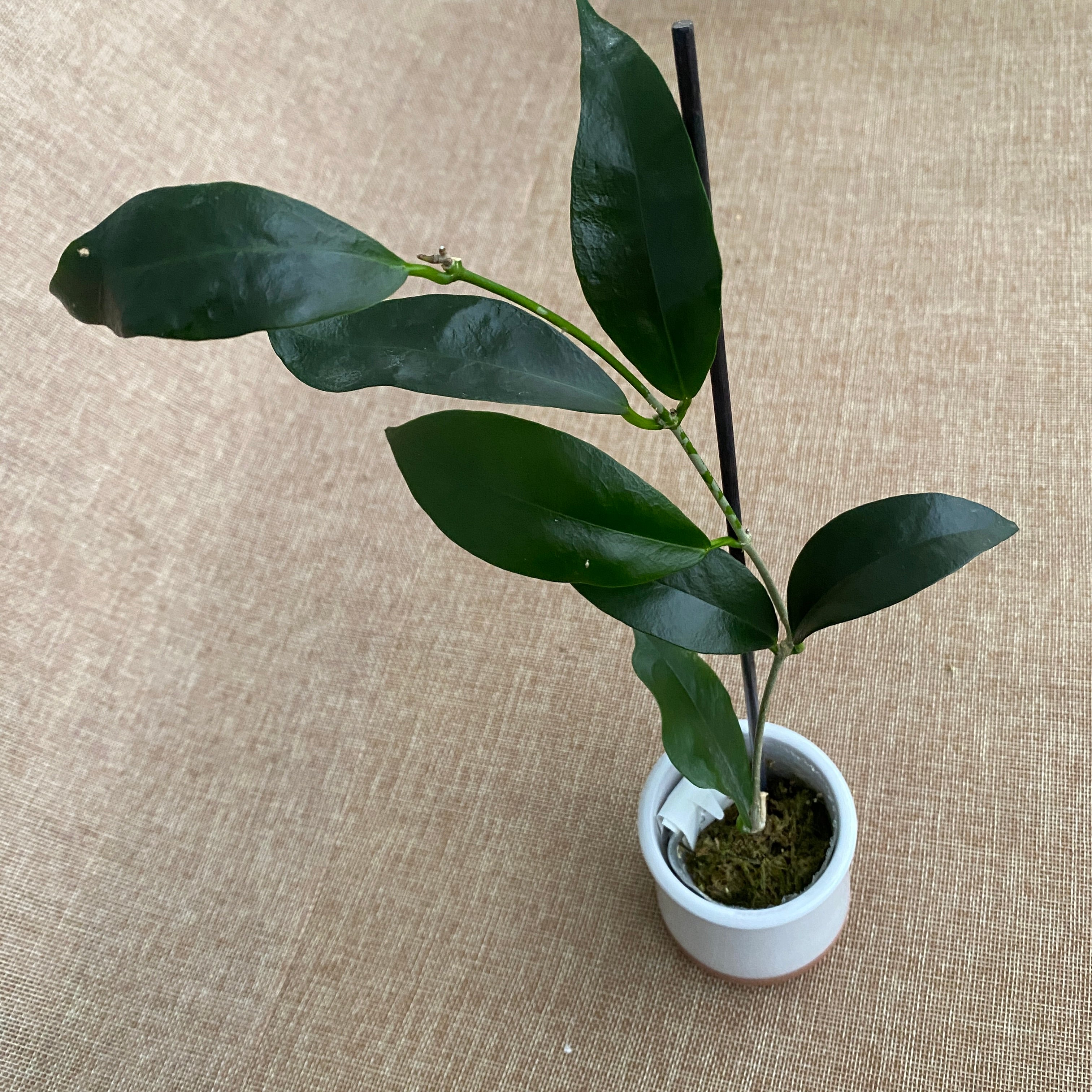 Hoya sp. 'ut 030' (Halmahera Island, Indonesia) - exemplare dezvoltate