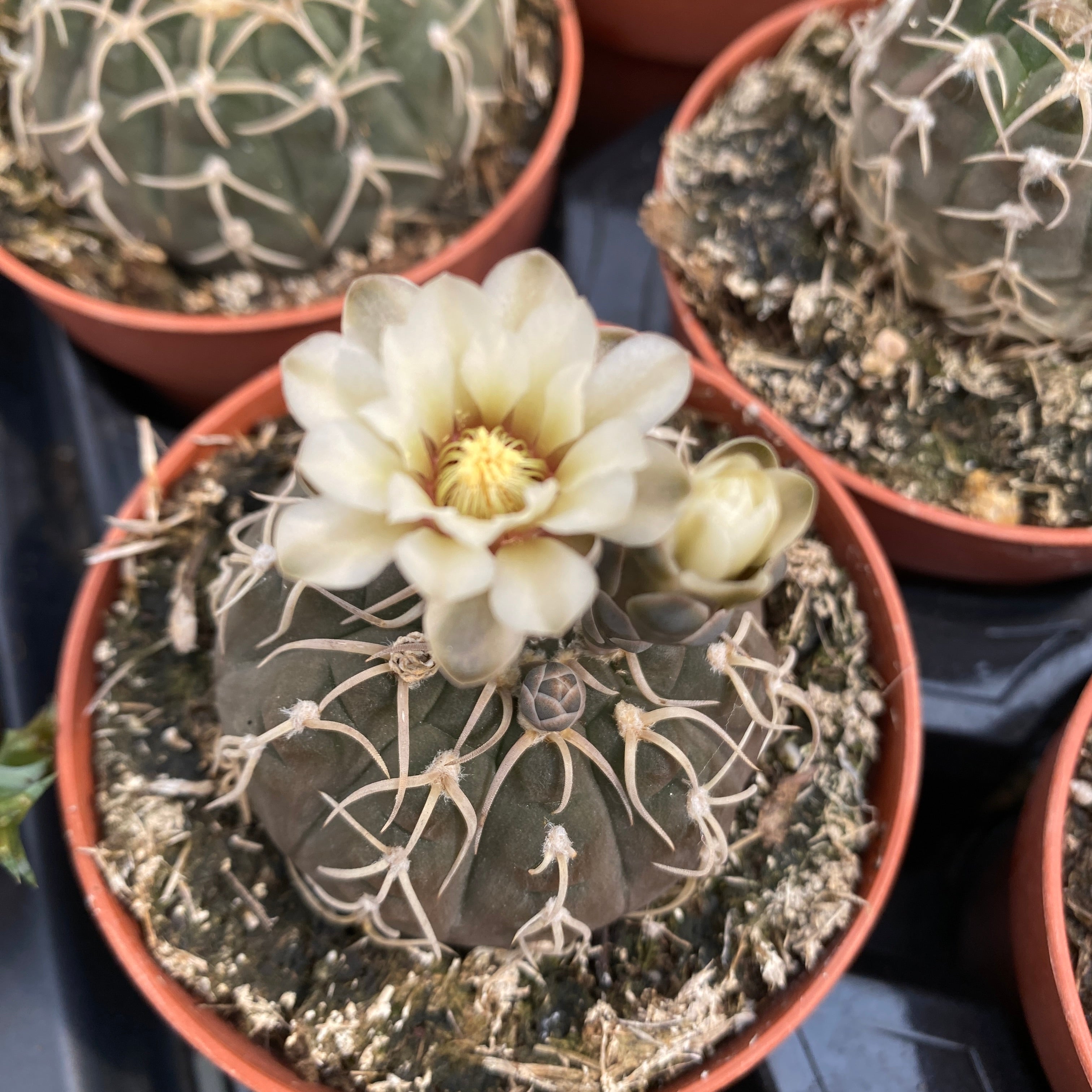 Gymnocalycium Stellatum D8