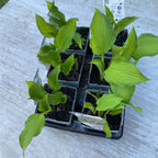 Hosta 'Lady Guinevere' (Λίλιουμ Πλαντέιν 'Lady Guinevere') - φθινοπωρινό κρίνο