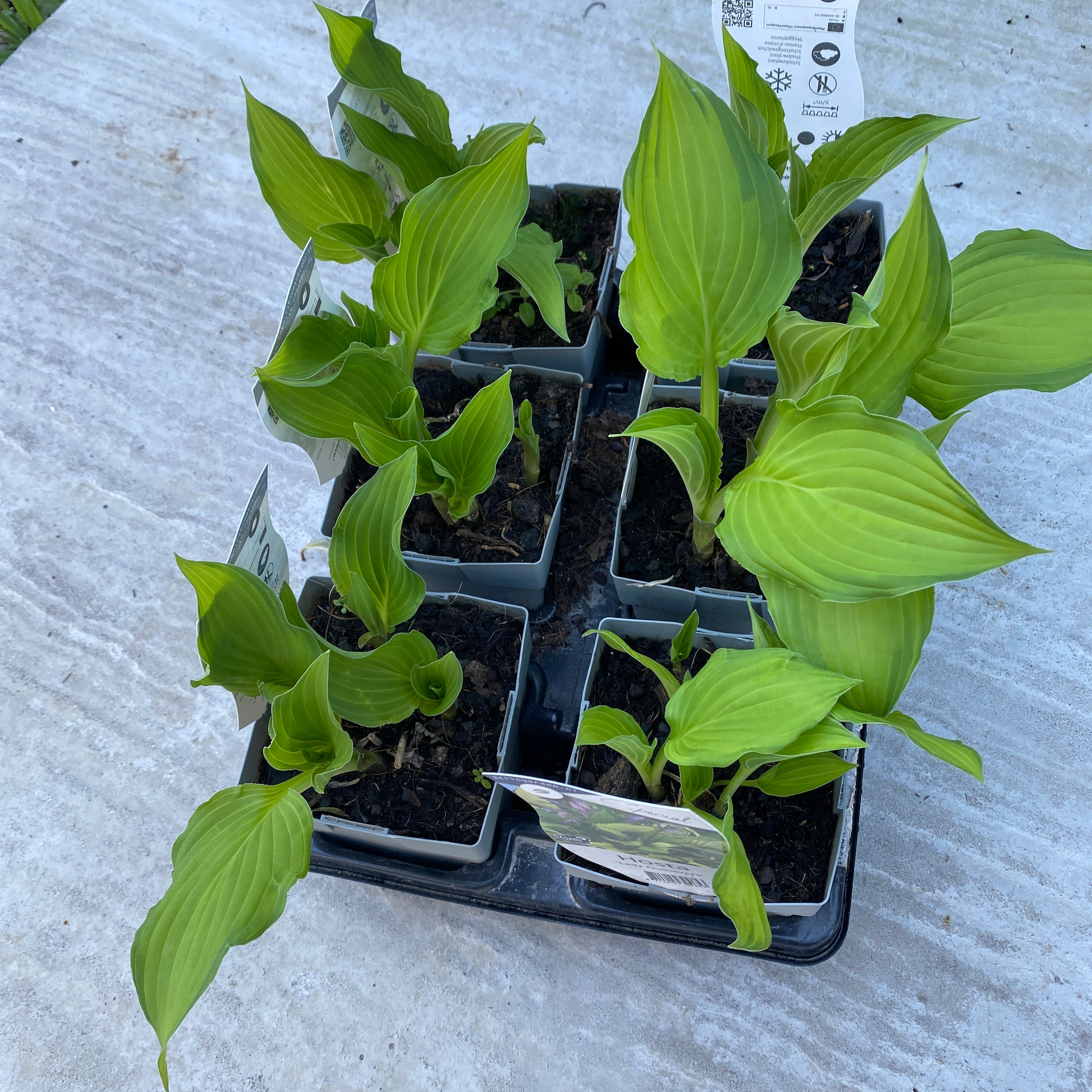 Hosta 'Lady Guinevere' (Plantain Lily 'Lady Guinevere') - crin de toamna