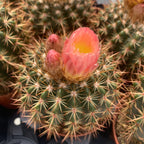 Notocactus x subluteus (submammulosus x roseoluteus)