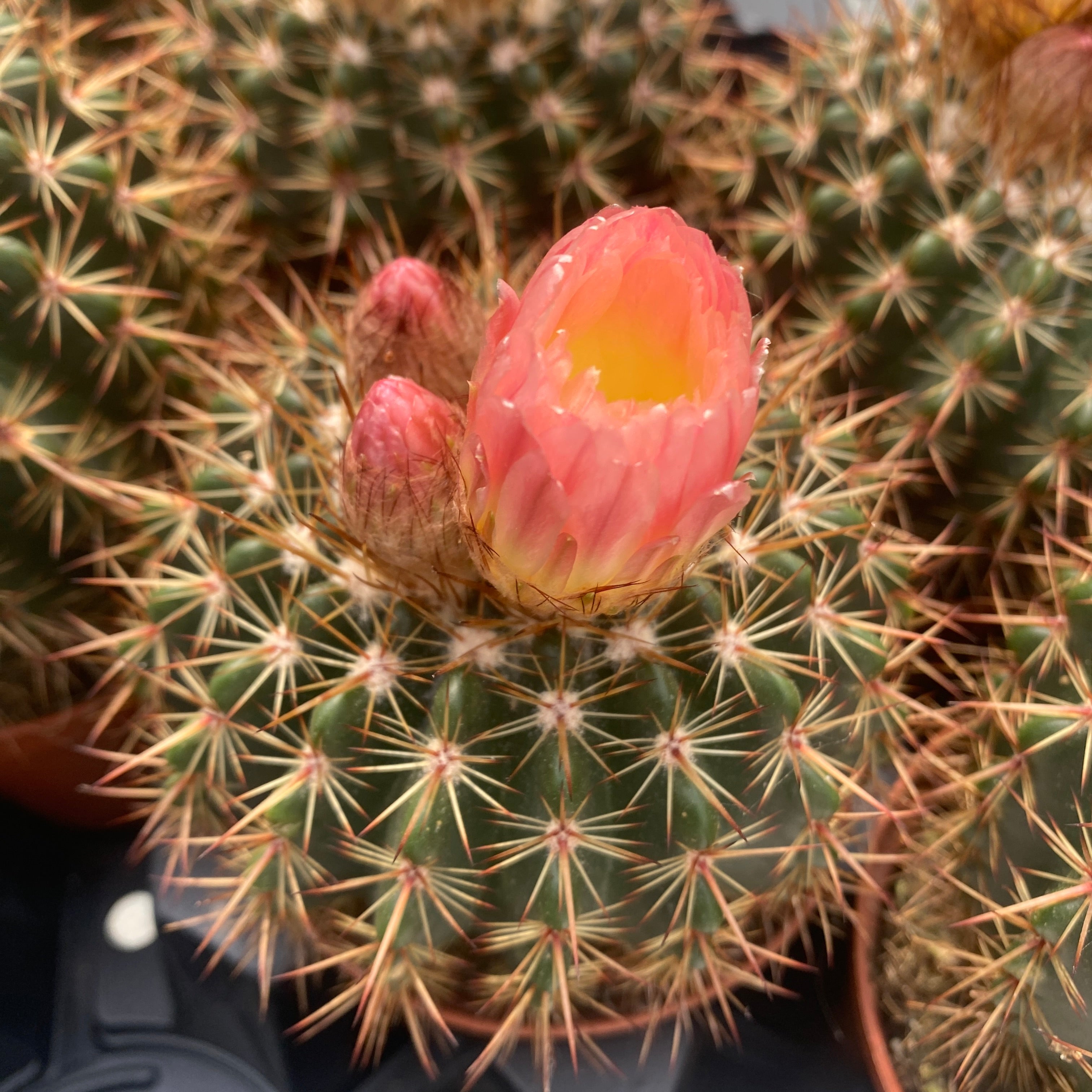 Notocactus x subluteus (submammulosus x roseoluteus)